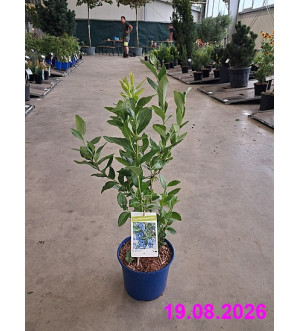 Vaccinium cor. 'Legacy' C 2 L